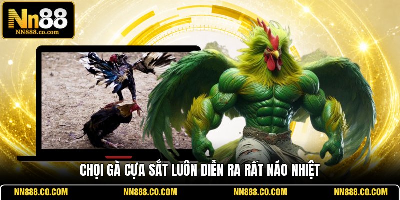 Chọi gà cựa sắt luôn diễn ra rất náo nhiệt