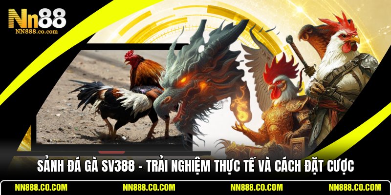 Sảnh Đá Gà SV388 - Trải Nghiệm Thực Tế Và Cách Đặt Cược